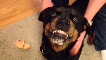Собака появилась на свет со страшной мутацией: зубы торчат из ушей
