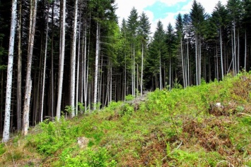В лесу в Житомирской области обнаружили труп мужчины, который пролежал там около двух месяцев