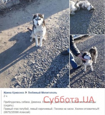В Запорожской области идут поиски хозяина породистой собаки (ФОТО)