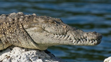 Крокодил заживо съел мужчину на глазах у племянника