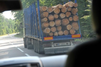 Украина вместо моратория на экспорт леса должна принять пакет законодательных актов - эксперт