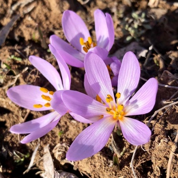 Весна близко. На склонах Тилигульского лимана распустились первоцветы