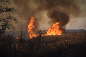 На Южном Буге браконьеры подожгли камыш - пожар растянулся на много километров. ФОТО, ВИДЕО