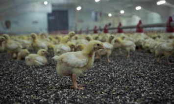 Сотни тысяч цыплят сгорели при пожаре на птицеферме в Японии