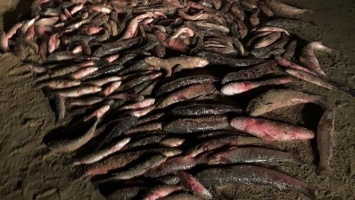 Охота на браконьеров: в Крыму задержали рыбаков с незаконным уловом пиленгаса