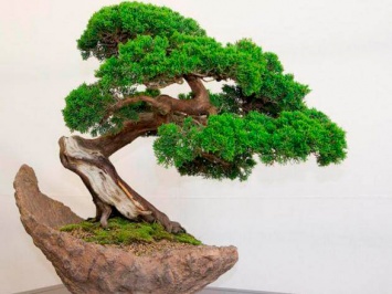 В Японии украли 400-летнее дерево стоимостью более $110 тысяч