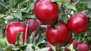 Как высаживать яблони