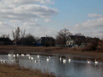 Ко Дню влюбленных на Днепропетровщину прилетели белые лебеди