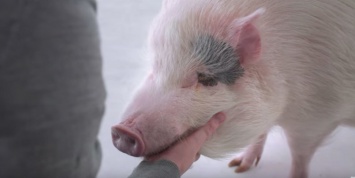 В мини-фильме показали ресторан, где клиенты убивают животных ради блюд