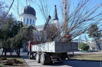 На Соборной площади Одессы высадили два десятка молодых деревьев