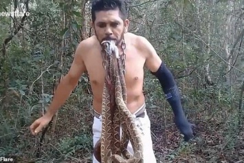 Бразилец встал на шипы и укусил шесть ядовитых змей (видео)