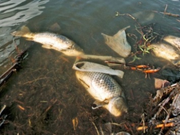 В Бердянском водохранилище всплывает мертвая рыба (ВИДЕО)