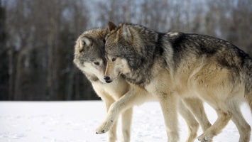 Биологи обнаружили, что рост популяции волков в Германии произошел благодаря военным