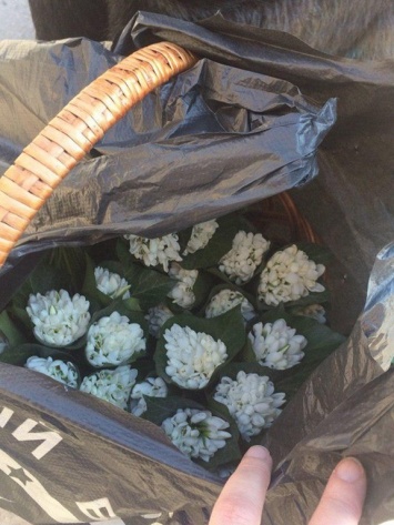 В Запорожье продают редкие цветы (Фото)