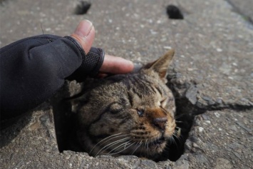 Японские кошки нашли применение асфальту (фото)
