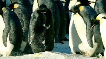 В Антарктике на видео сняли абсолютно черного пингвина