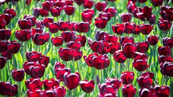 В Никитском ботсаду расцветут 100 тыс тюльпанов