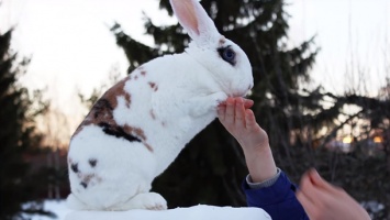 Финский кролик попал в Книгу рекордов Гиннеса за 20 трюков в минуту