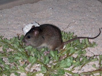 В Австралии вымерли рифовые мозаичнохвостые крысы, первые в мире - из-за изменений климата