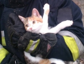 В днепровской школе спасатели сняли с крыши кота