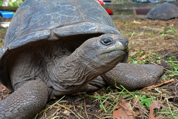 Исследователи нашли вид черепахи, которую считали вымершей