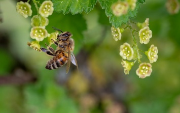 Для поиска гнезда пчелы поворачивают направо
