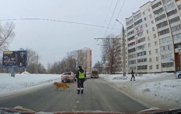 Терпеливая собака, которой помог перейти дорогу патрульный, покорила сеть. Видео