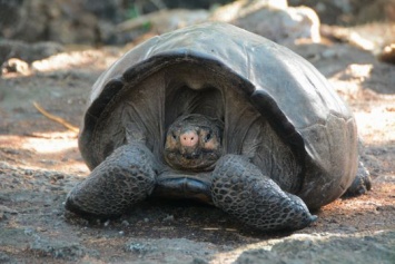 На Галапагосских островах нашли черепаху, которую 100 лет считали вымершей