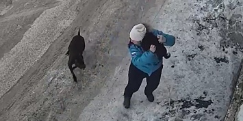 Нападение бойцовского пса на беременную на Камчатке попало на видео