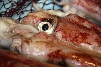 Новое открытие: биополимеры из зубов кальмара