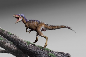 Палеонтологи описали карликовых предков тираннозавров