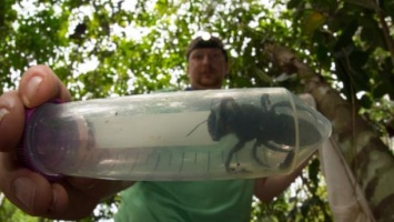 В Индонезии обнаружили гигантскую пчелу, длина тельца которой может достигать 4 см