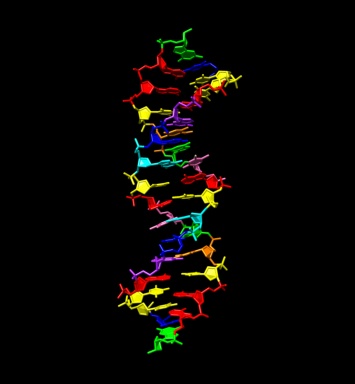 Создана синтетическая ДНК с восемью нуклеотидными основаниями