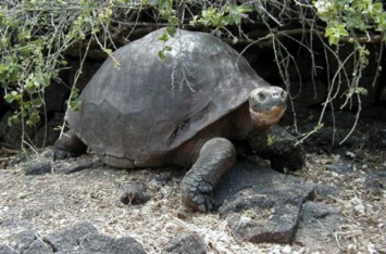 На Галапагосах найден считавшийся вымершим вид слоновых черепах