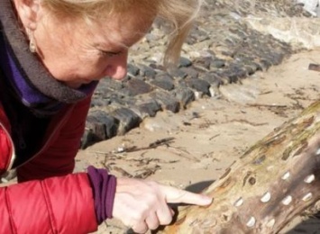 На пляже в Уэльсе обнаружили дерево, покрытое монетами