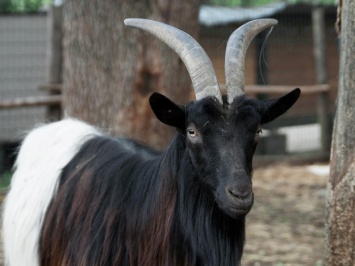 Киевский зоопарк похвастался пополнением в семье валлийских коз
