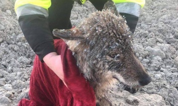 В Эстонии спасли из ледяной реки волка, приняв его за собаку
