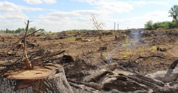 В Днепропетровской области для продажи вырубили 100-летние дубы