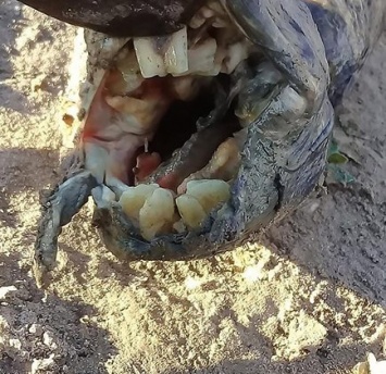 В Аргентине нашли жуткого монстра с человеческими зубами: опубликованы фото