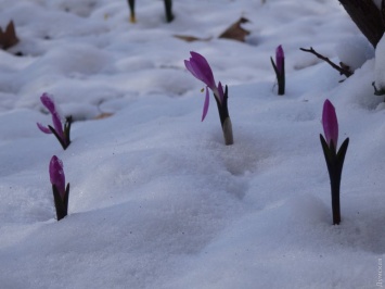 Весна близко: в Одессе цветут подснежники и брандушки