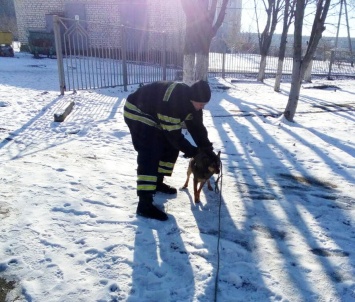 Спасатели выручили собаку, которая упала в двухметровую яму в Вознесенске