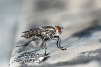 Ученые: антарктические мухи спасают свои яйца с помощью антифриза