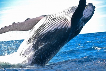 Ученые: голубые киты используют память для поиска добычи