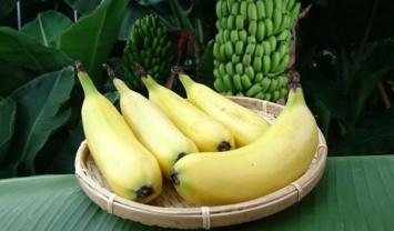 В Японии вывели сорт банана со съедобной кожурой (фото)