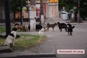 В Николаеве каждая третья бездомная собака заражена сердечным глистом, - ветврач