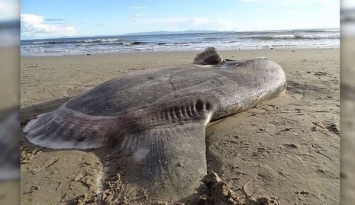 На побережье в Калифорнии нашли огромную рыбу "нестандартной внешности"