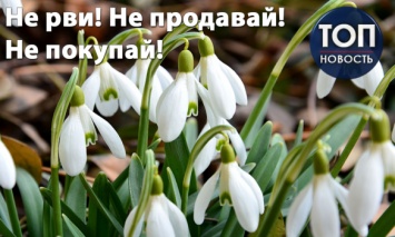 На скамью подсудимых! Штраф!: Какие первоцветы и почему нельзя срывать, продавать и даже покупать в Украине