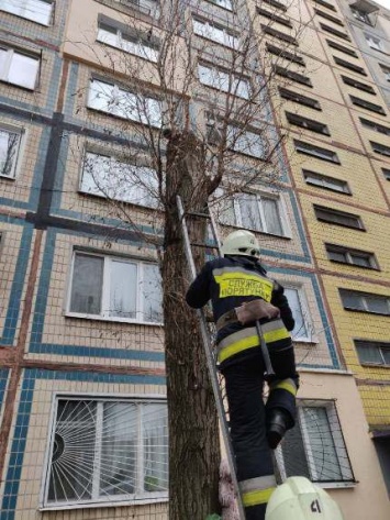 В Днепре сотрудники ГСЧС снимали кота с дерева