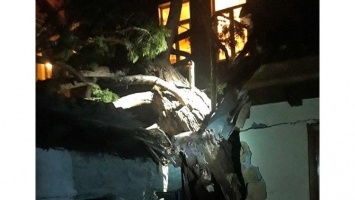 В Ялте дерево рухнуло на жилой дом