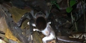Ученые сняли на видео, как гигантский паук ловит опоссума